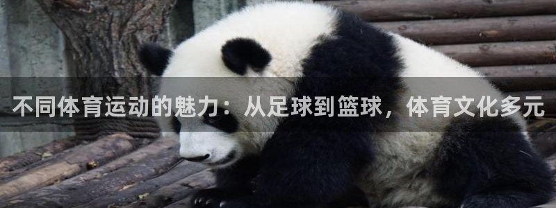 熊猫体育平台