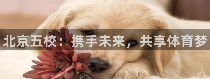 熊猫体育v3.新网页.org