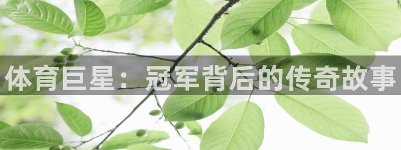 熊猫体育公园价格