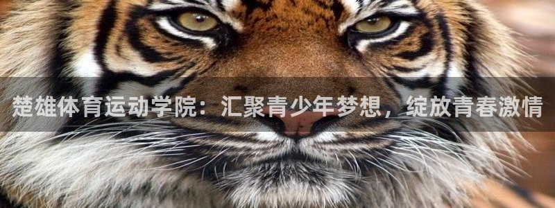 熊猫体育app官网入口